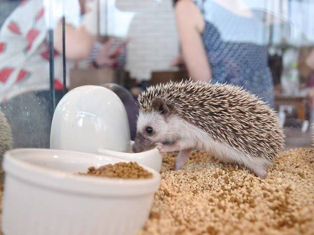 Hedgehogs Café